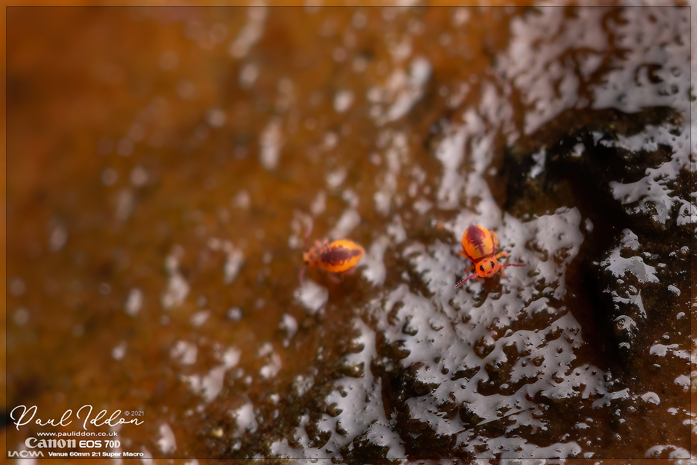 Pondspringtail1_1400.jpg