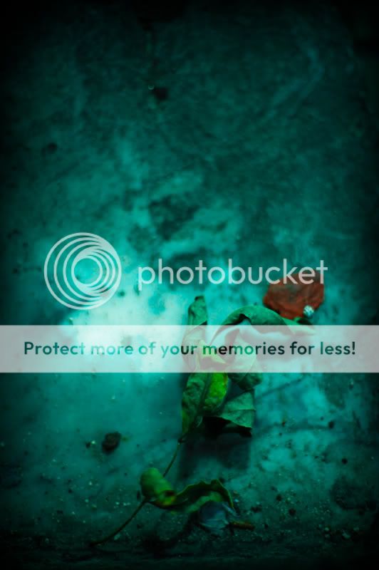 Inmemoryofcoralreefs-6090.jpg