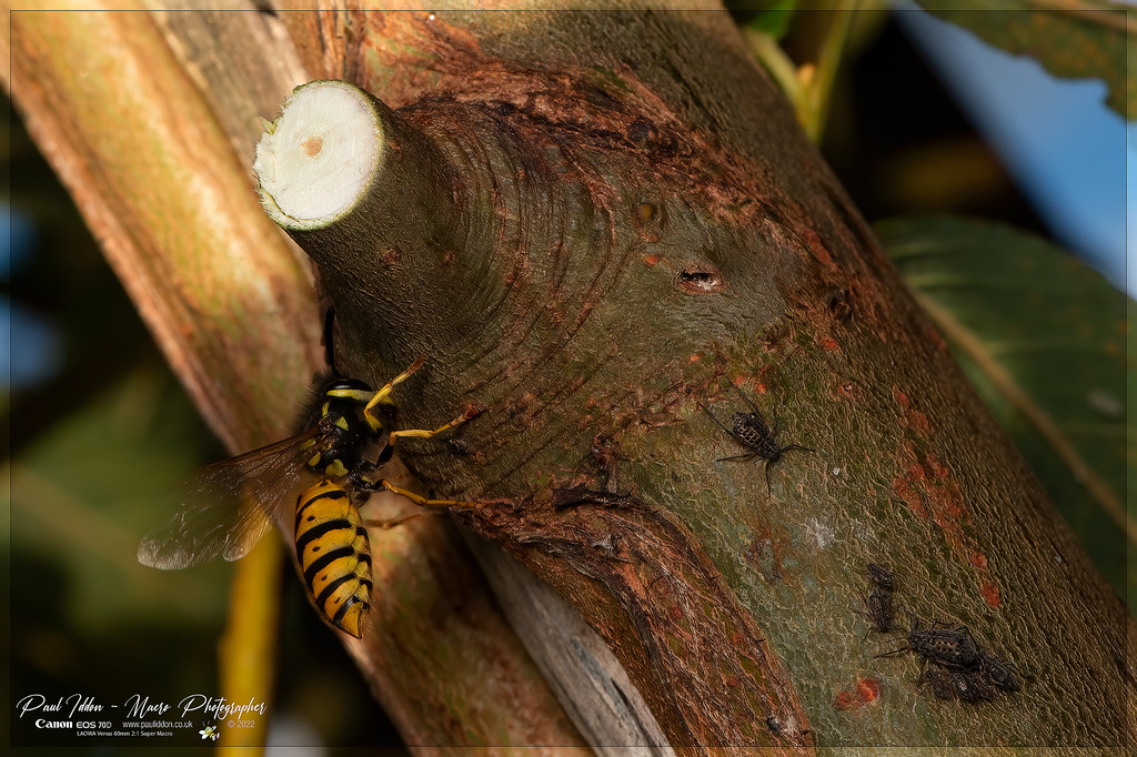 wasp1_a_4k_1800-XL.jpg