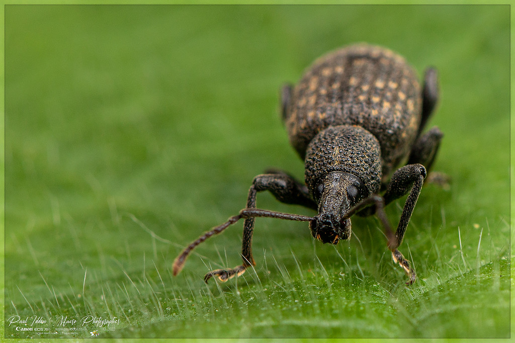 Weevil_May_2_4k_1800-XL.jpg