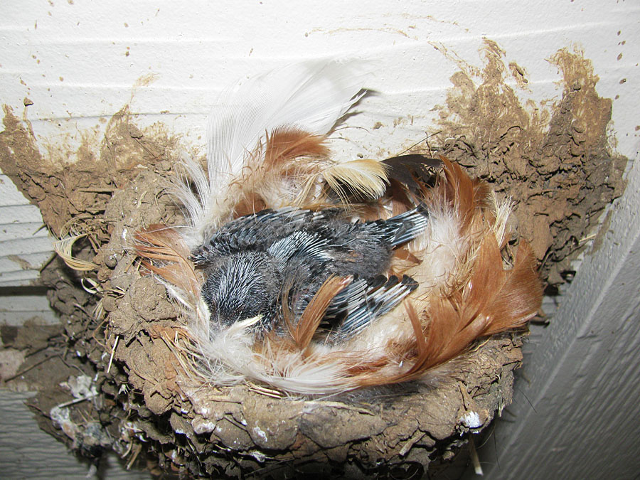 Barn_Swallows_G01203R.jpg