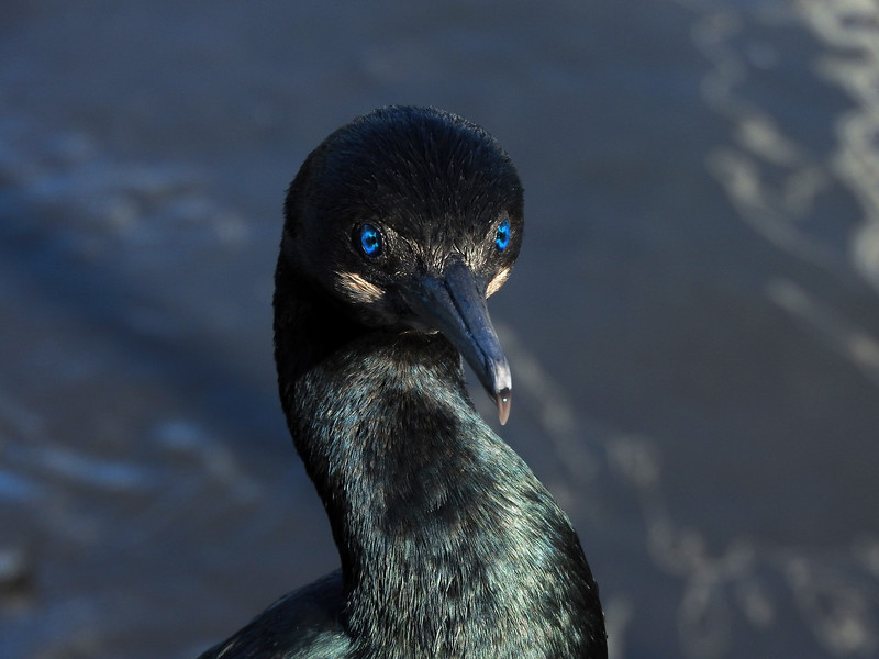 DSCN1480-L.jpg