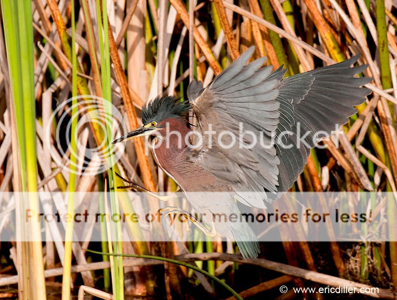 PIC_8540copy.jpg