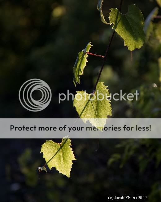 smallleaves.jpg