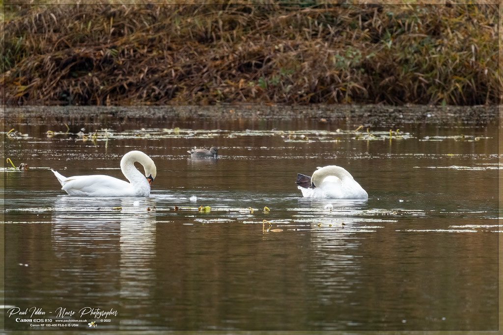 swans_and_cygnet_a_1800-XL.jpg