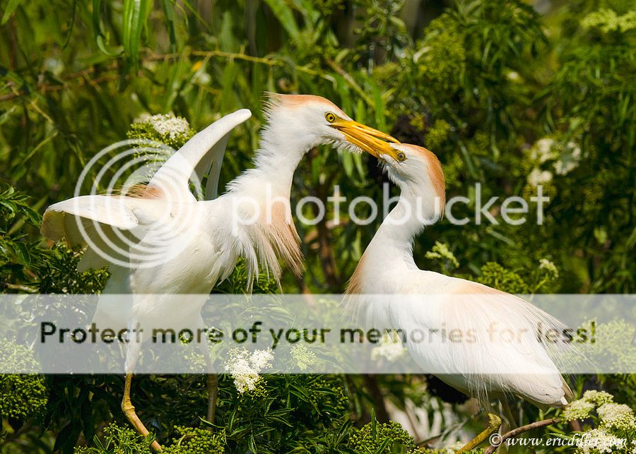 _ECD2220-copy800.jpg