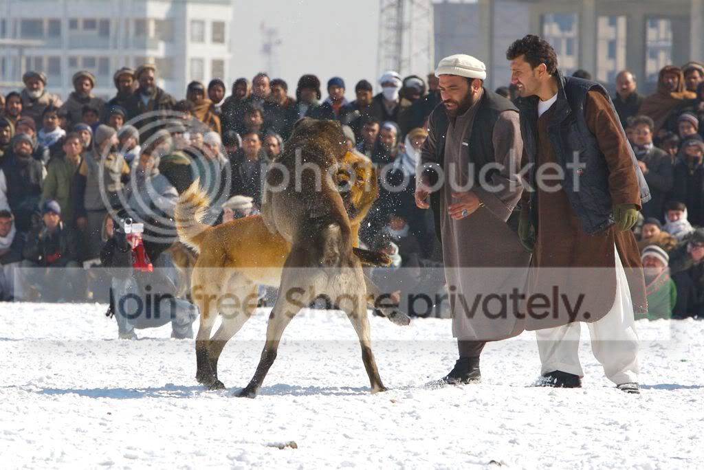 afghan_bloodsport.jpg