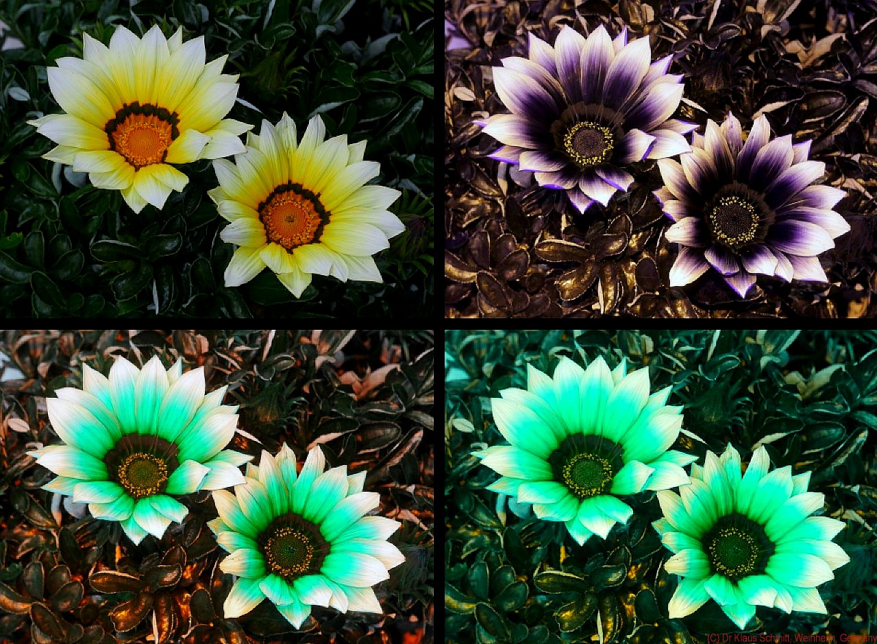 169215508.1C5iWKZ5.Gazania_2019_VISUVBUBV_P1750917_wb_c.jpg
