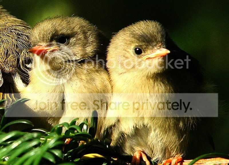 Goldcrest_10w.jpg