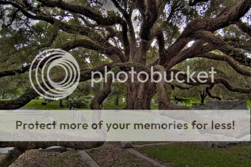 cemeterytree2.jpg