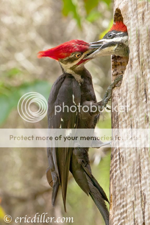 _ECD4815-copy860-1.jpg