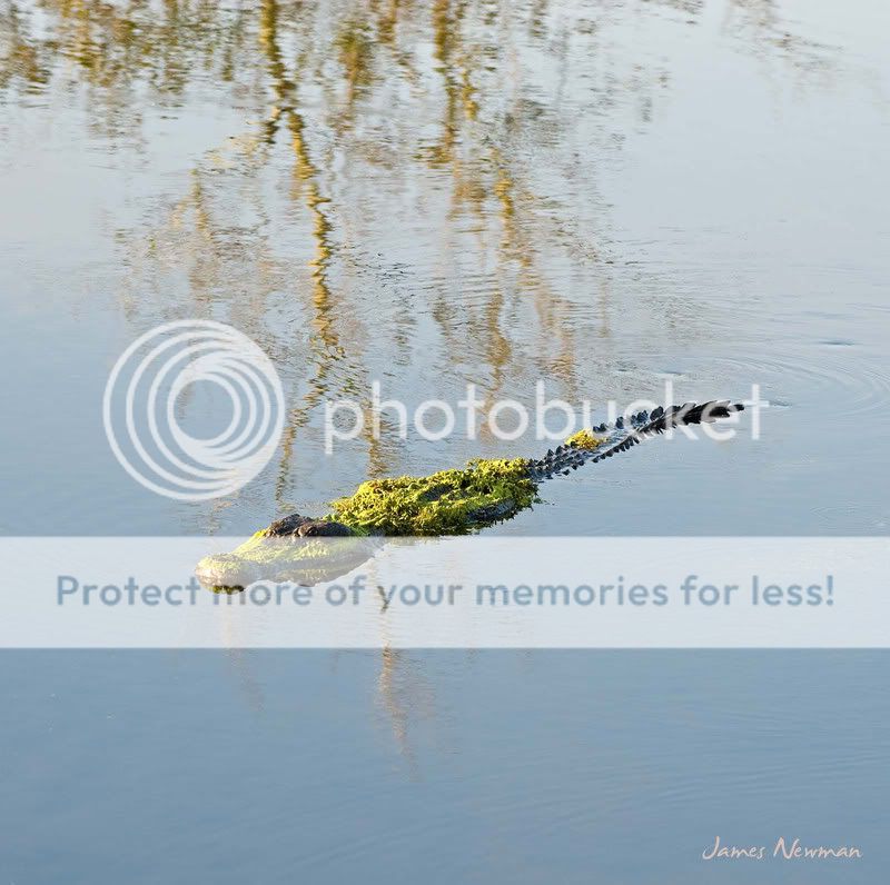 gator1-1.jpg