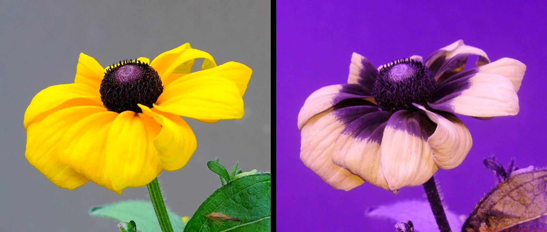 169807466.3RvU3DOj.BS_Rudbeckia_hirta_VISUV_2_c.jpg