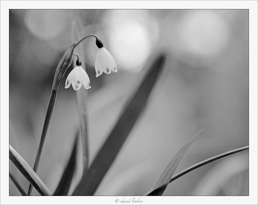 snowbells_a_by_philosomatographer-d4jukc9.jpg