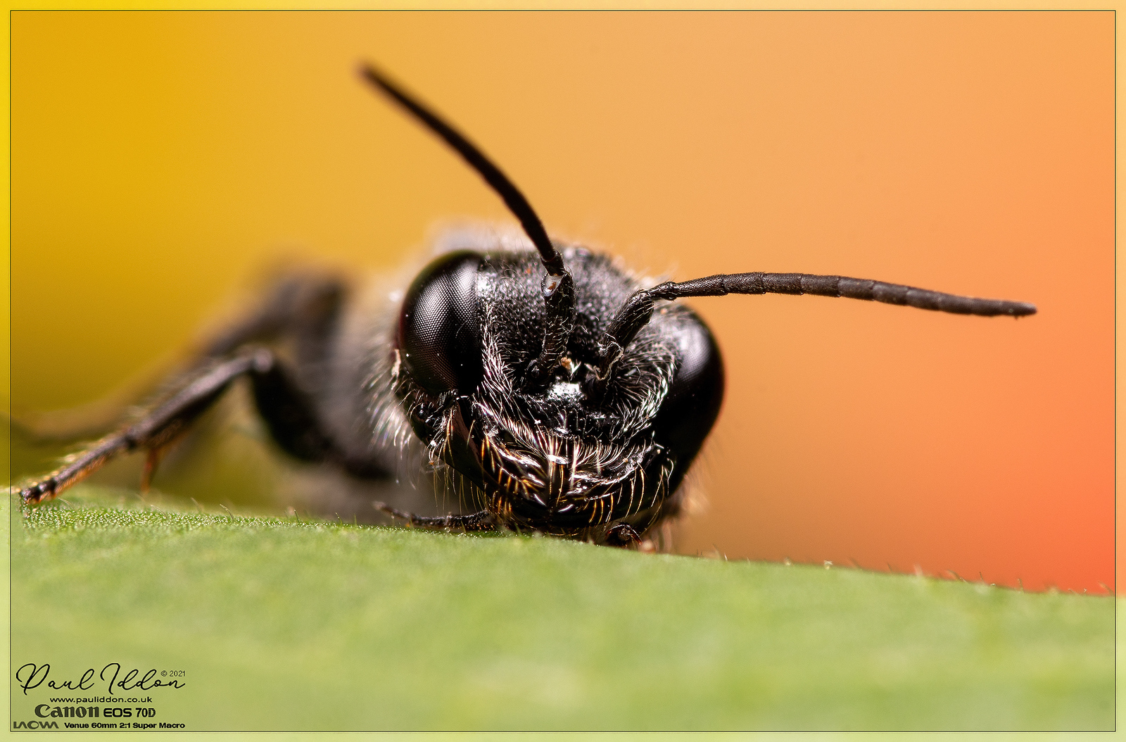 winged08a_4k_1800-X3.jpg