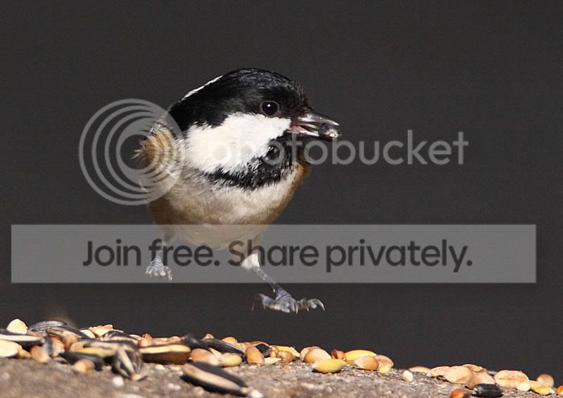 Jumping_Coal_Tit_1w.jpg