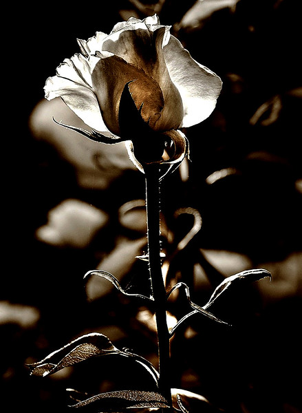 413068468_NaAt9-L.jpg