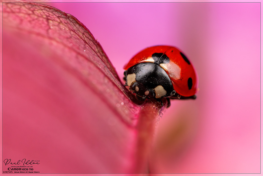 leaf_lady05_4k_1800-XL.jpg