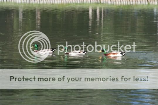 IMG_2920-copy-1-1.jpg