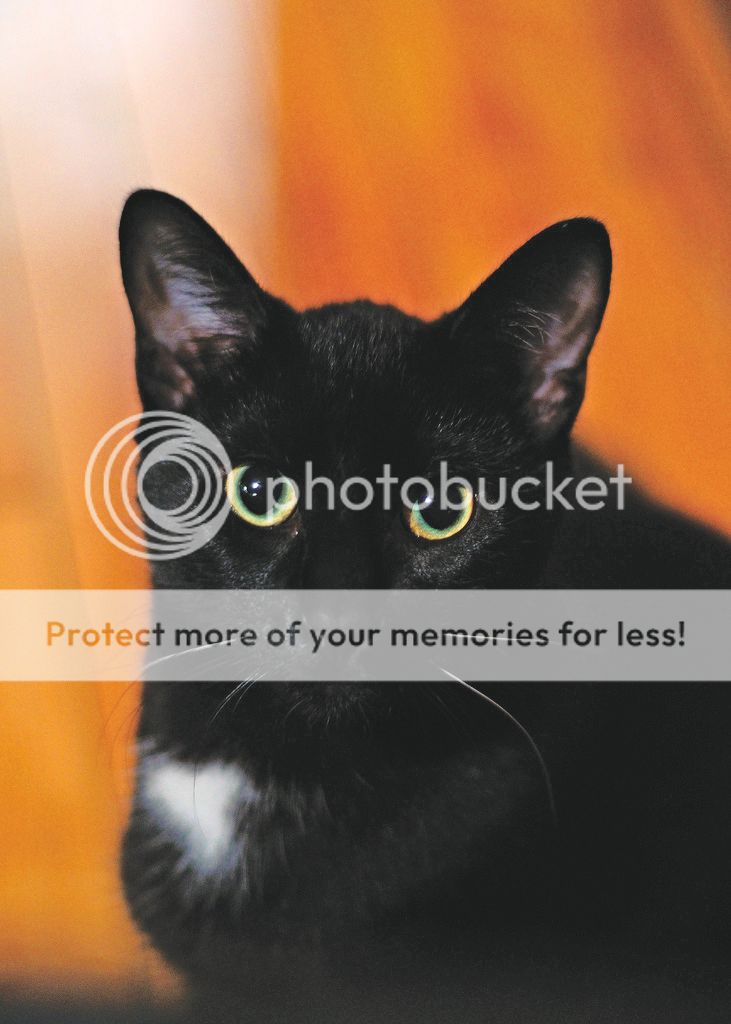 blackcatfinal.jpg