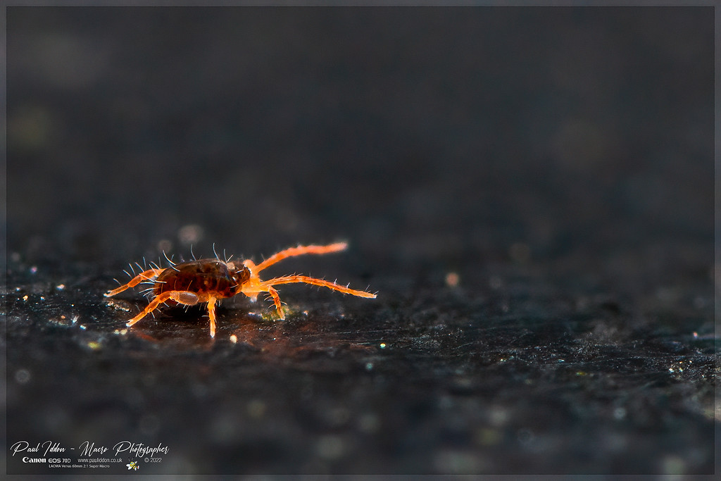bdellidae_a_4k_1800-XL.jpg