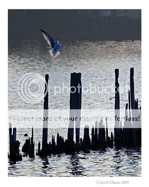 smallbird1.jpg