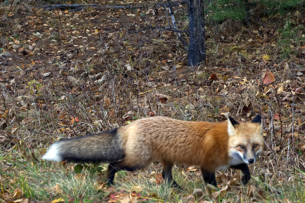 fox_going_home_by_rufusthered-dcqxmrz.jpg