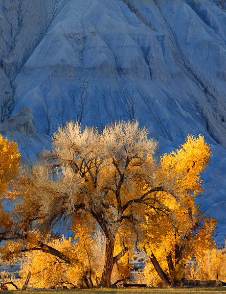 Cottonwoods-Blue-Mesa-Vertical.jpg