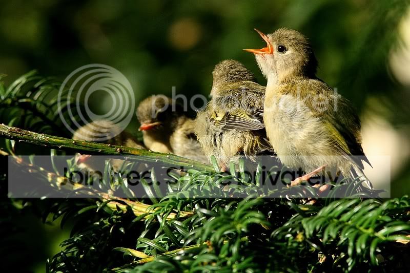 Goldcrest_2w.jpg