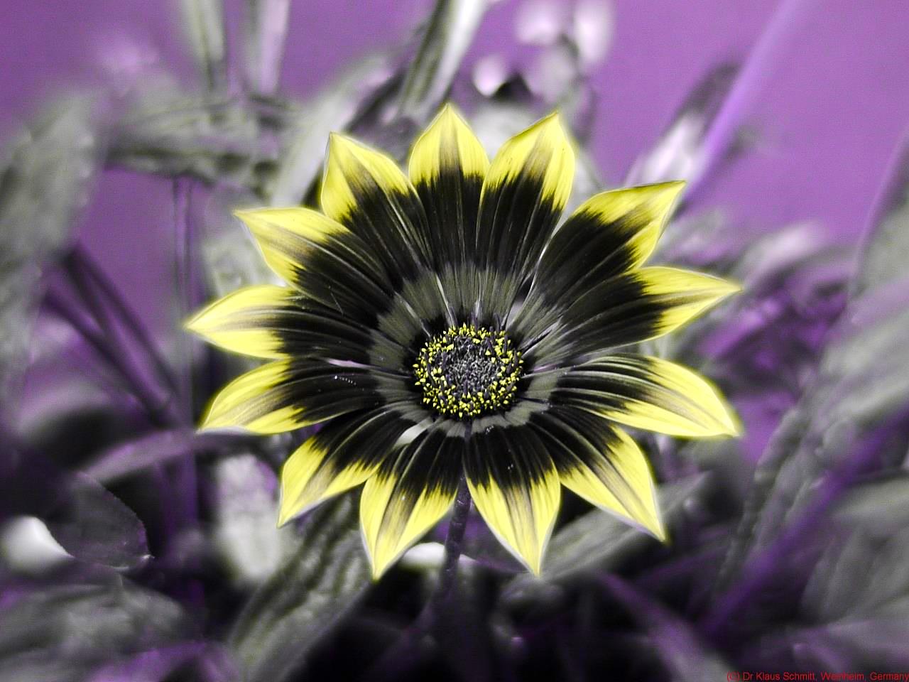 146128978.PaBAsNDV.Gazania_QS_U2_P1470564_c.jpg