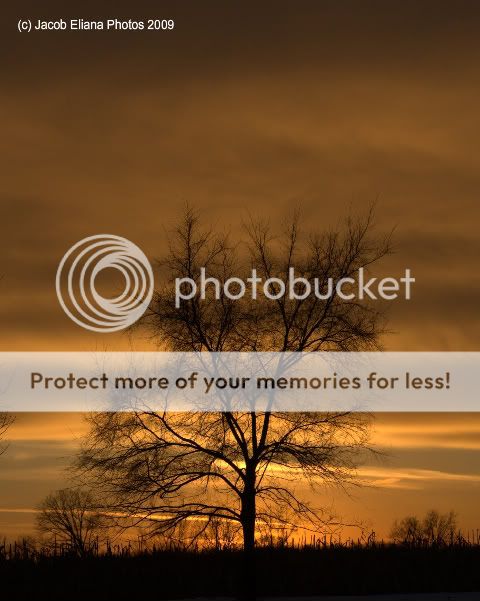 sundowntree3-1.jpg