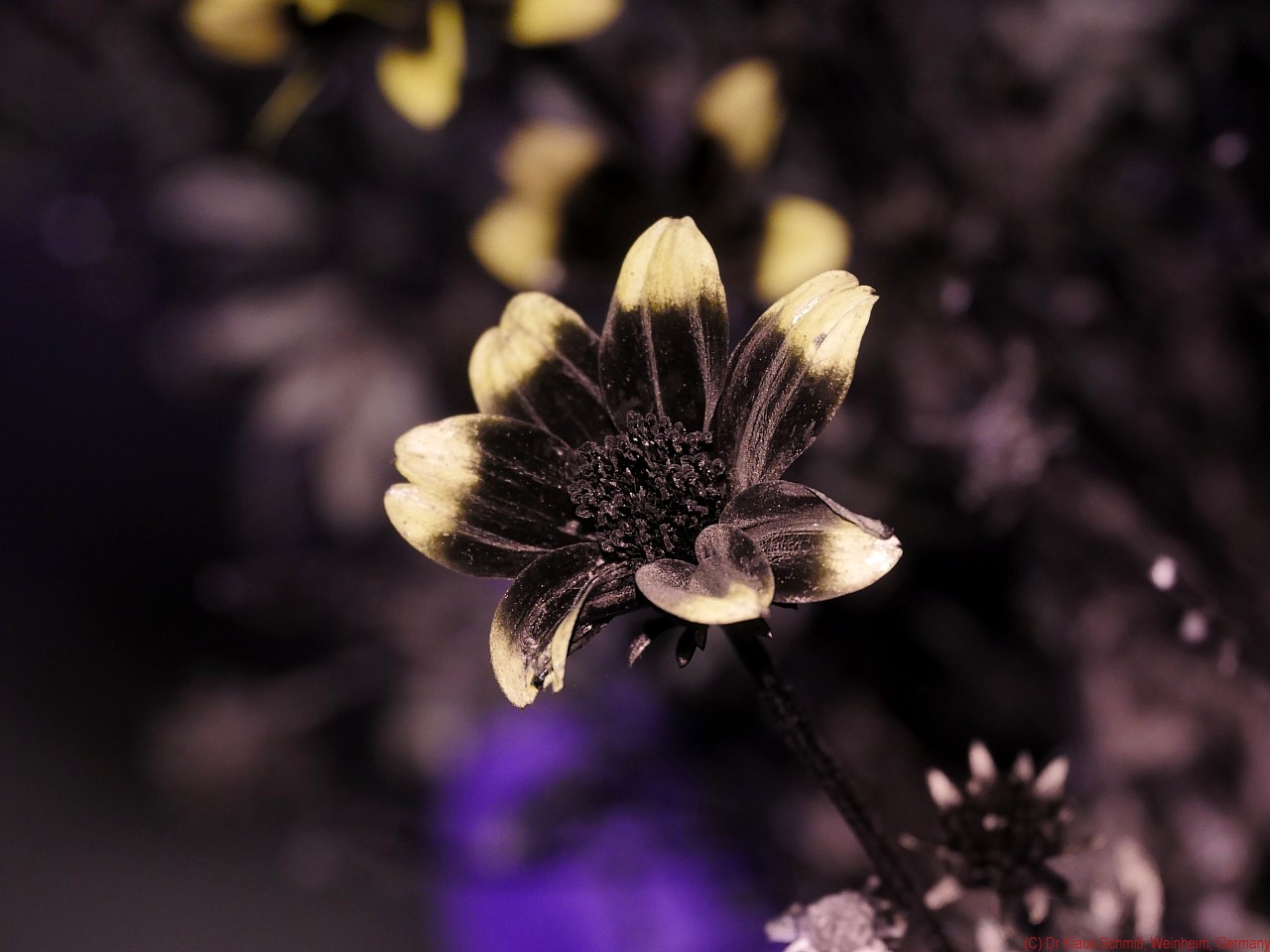 169510889.lssgbInD.Bidens2019_UV_P1760085_c.jpg