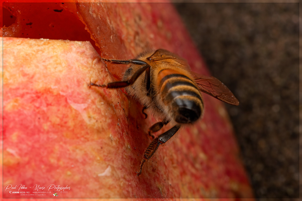 beeapple_b_4k_1800-XL.jpg