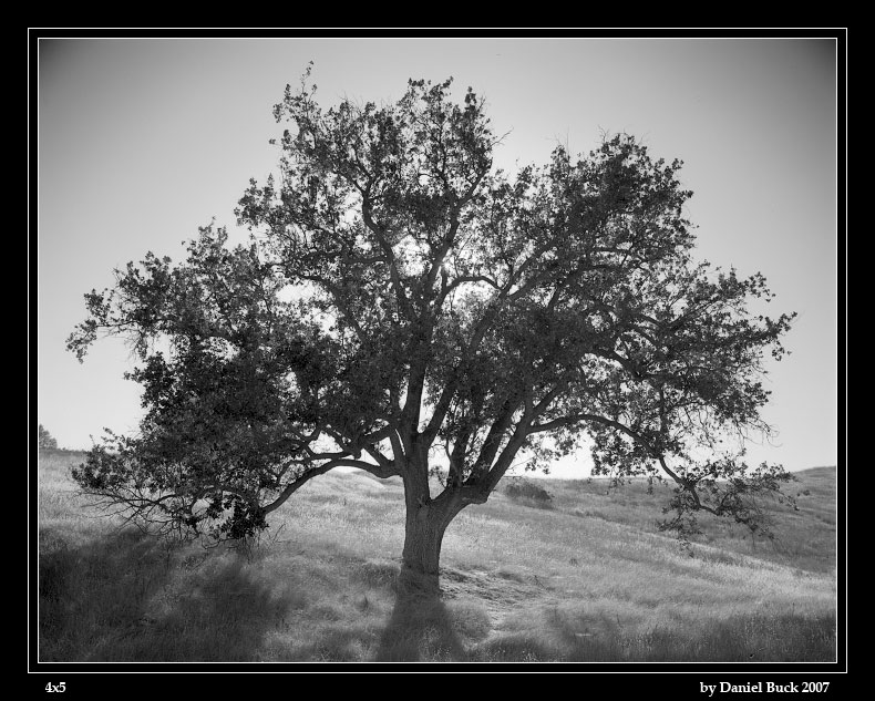 mulholland_tree_02.jpg