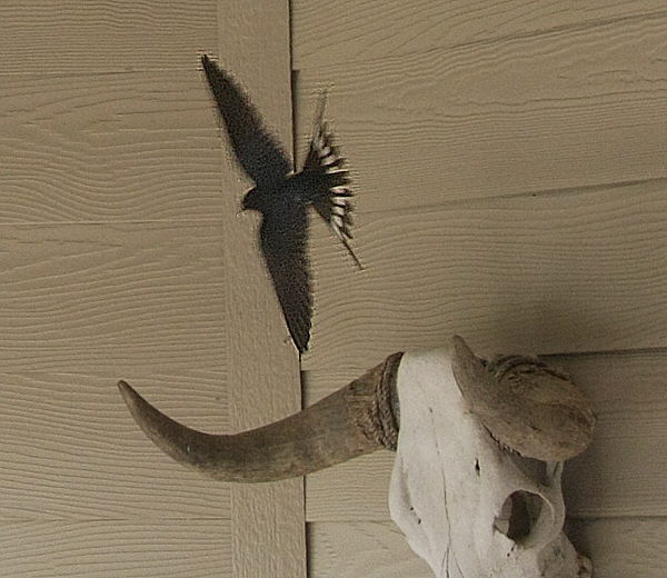 Barn_Swallows_F17746C1B.jpg