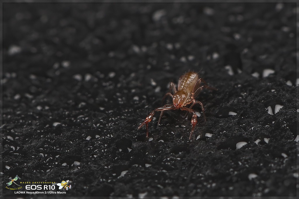 psuedoscorpion_b-XL.jpg