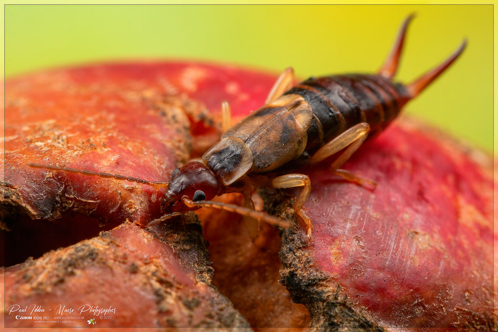 earwig_c_4k_1800-XL.jpg