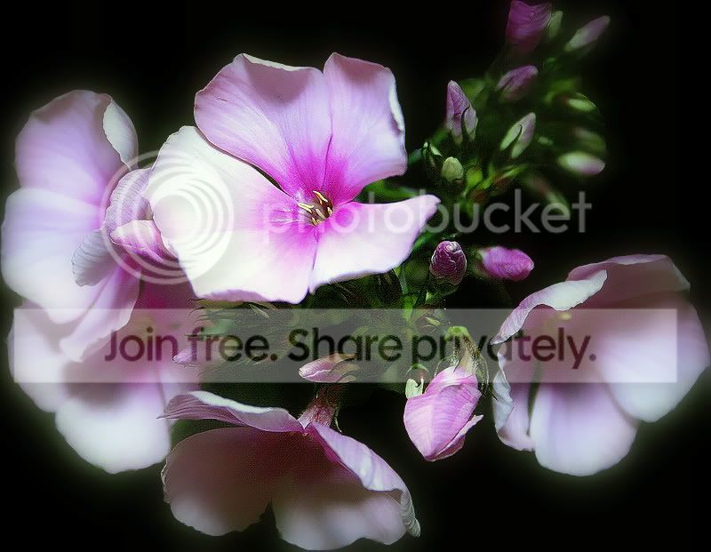 paarsebloem1.jpg