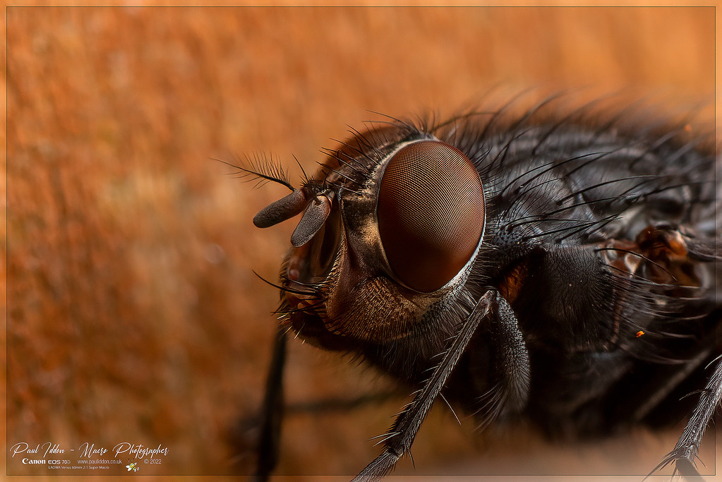 buzzeye1_4k_1800-XL.jpg