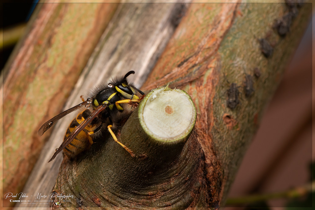 wasp_aphid_c_4k_1800-XL.jpg