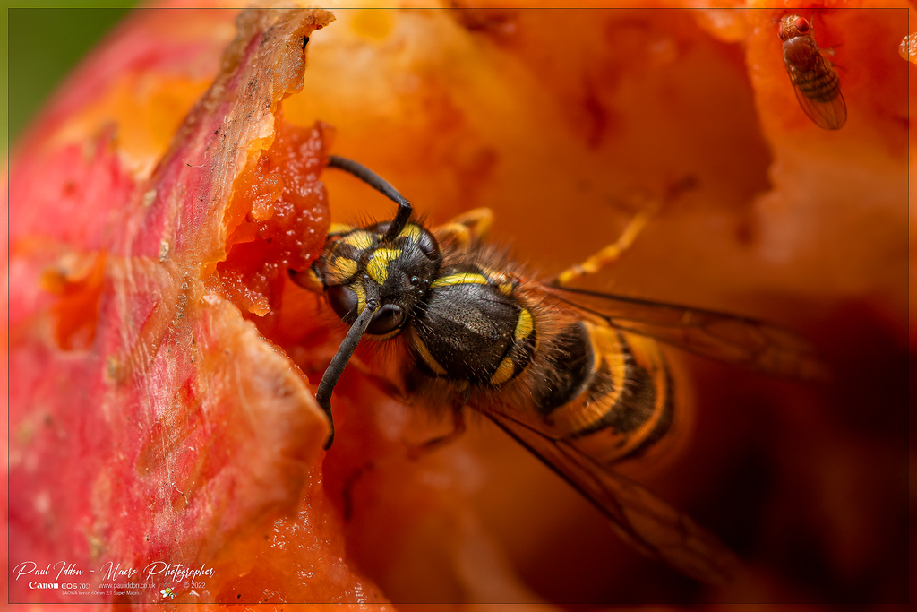 augustwasp_b_4k_1800-XL.jpg