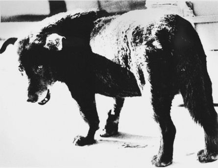 daido_moriyama_1971_stray_dog_445b.jpg