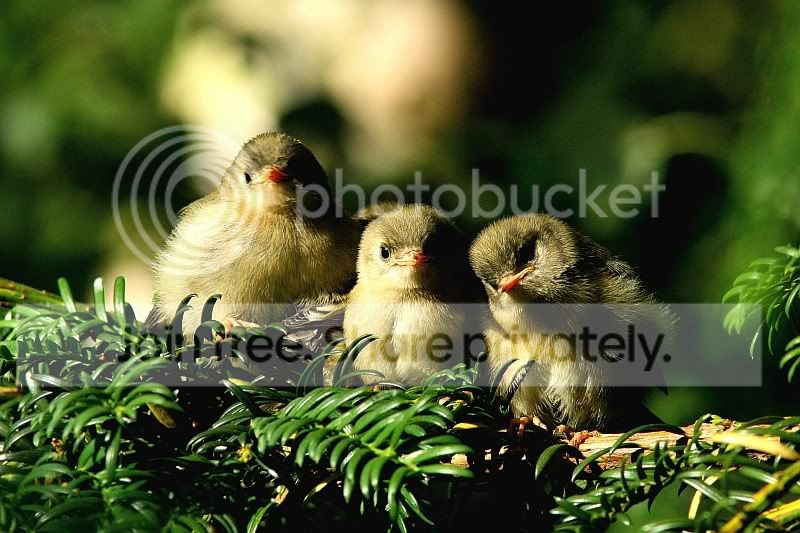 Goldcrest_3w.jpg
