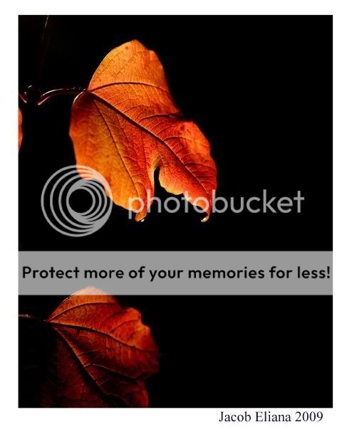 smallautumnleaves1.jpg