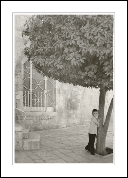 orange_tree_884694.jpg