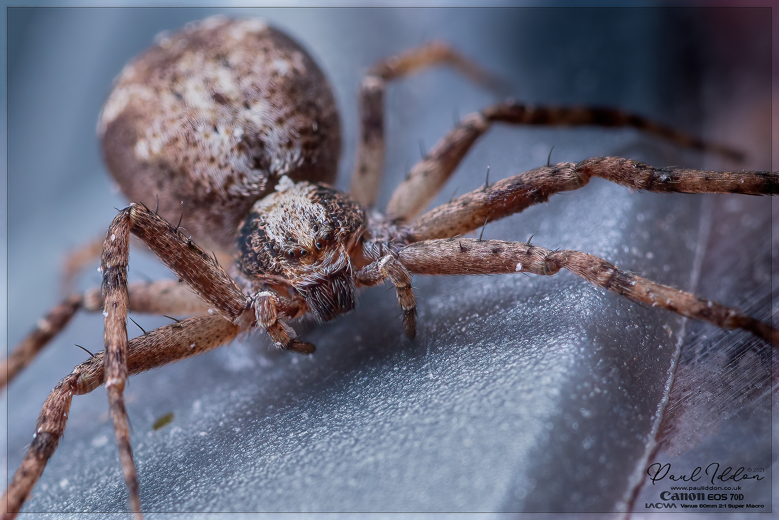 spiderfeedercrop02_4k_1800-X3.jpg