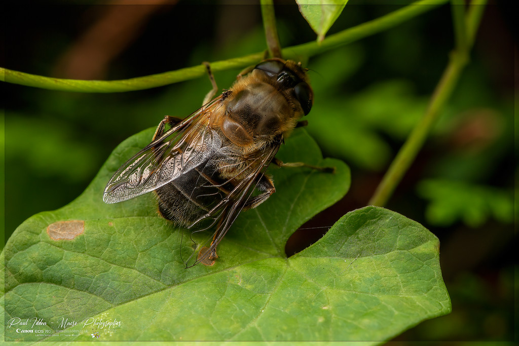 drone_sleep_a_4k_1800-XL.jpg