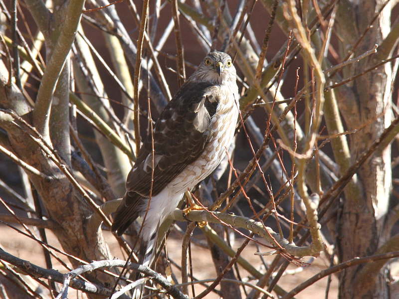 Hawk_F36756-01-C1-S800.jpg