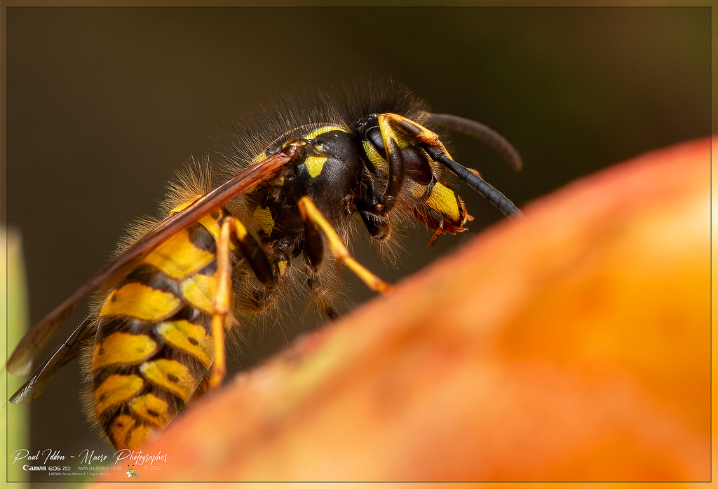 augustwasp_e2_4k_1800-XL.jpg