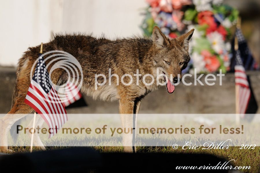 _ECD8548nx-copy900_zpsfa384065.jpg